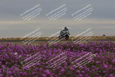 media/Jan-14-2023-SoCal Trackdays (Sat) [[497694156f]]/Turn 14 Exit Bloomig (145pm)/